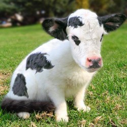 cowcat