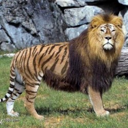 Leotiger