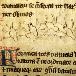 Муравьи (Рукопись Моргановской библиотеки в Нью-Йорке Manuscript. M.890, fol. 8v.)